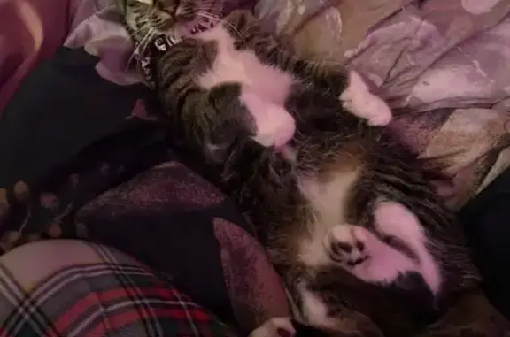 Lost Tabby Cat: Minnie on Wildwood St