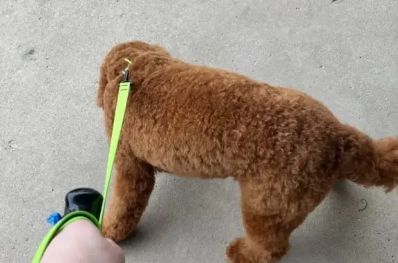 Lost Golden Doodle on Ravenna Rd 8669