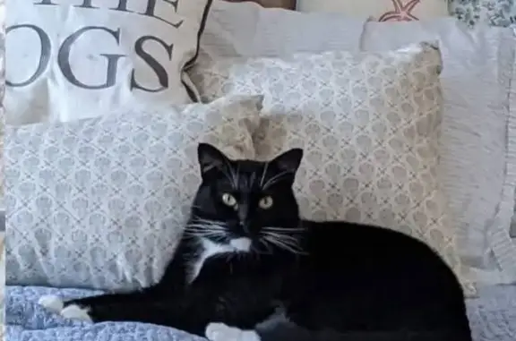 Lost Tuxedo Cat in East Windsor