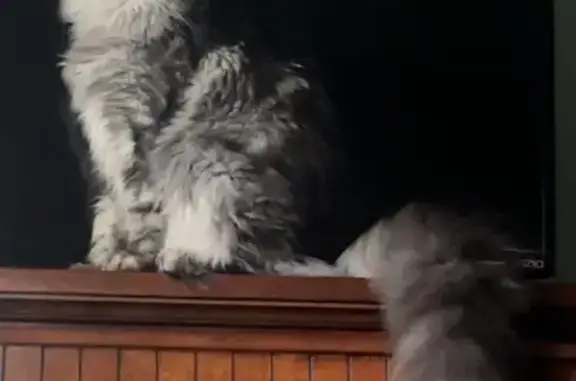 Lost Cat: Loki Missing in Lindenhurst