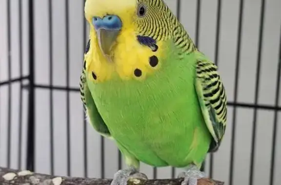 Lost Parakeet: Mossy Green in Franklin Sq