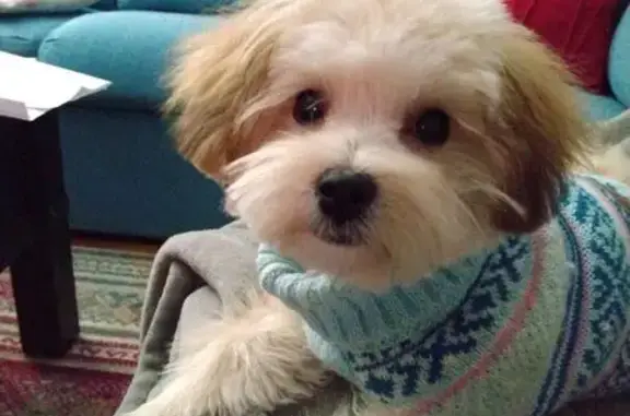 Lost Blonde Fluffball: Help Find Her!