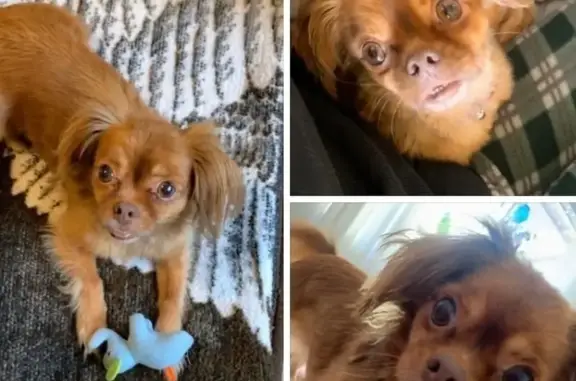 Lost: Tiny Chihuahua Mix, Rudy in Boulder