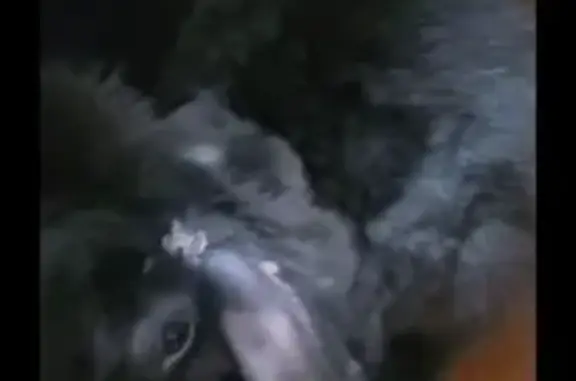 Lost: Black Rabbit, Droopy Ear...
