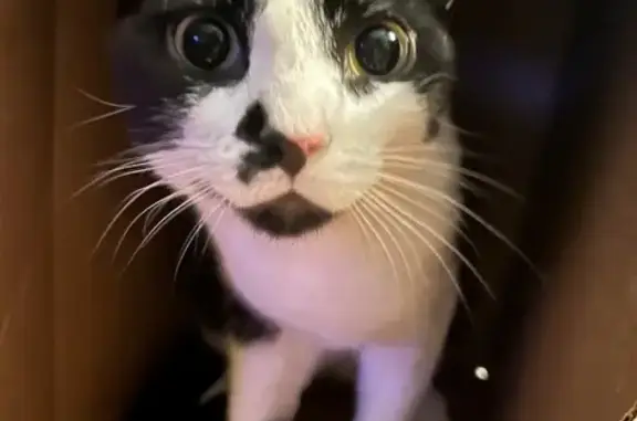 Lost Cat on Taylor Hill Rd, Jewett City