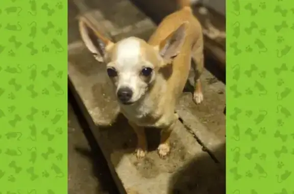 Lost Tan & White Dog - Alamanda Rd, WPB