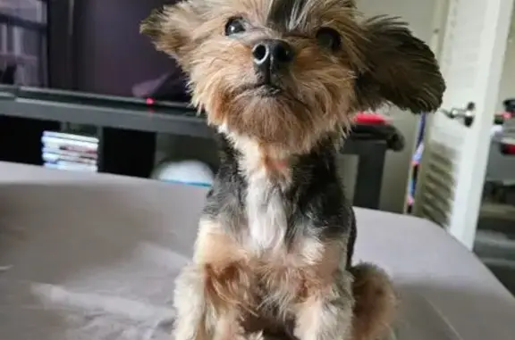 Lost Yorkie: Tiny Pup on 46th Ave, MPLS