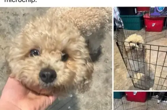 Found Male Dog in Munster: No ID or Chip