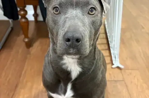 Lost Dog: Grey & White, Pink Collar
