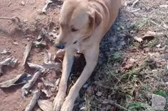 cachorro encontrada