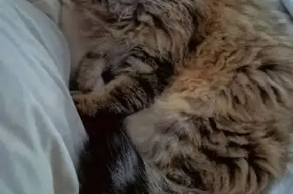 Chat perdu, Marsas, photo: Chat mâle angora perdu à Marsas