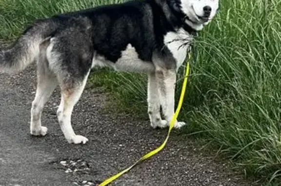 Husky 4 ans perdu à Vulbens, collier jaune - photo