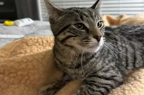 Help Find Charlie: Beloved Lost Cat