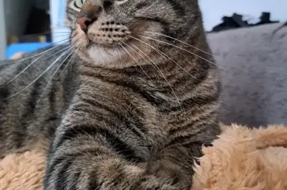 Chat tigré perdu à Mugron - photo