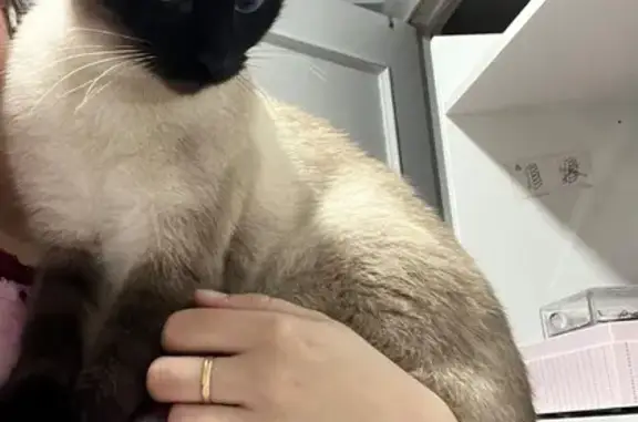 Gatita Siamesa Perdida en Sevilla