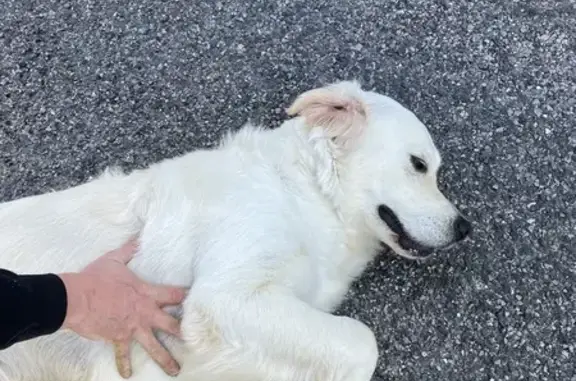 Labrador trouvé, très gentil, Saint-Genis - photo
