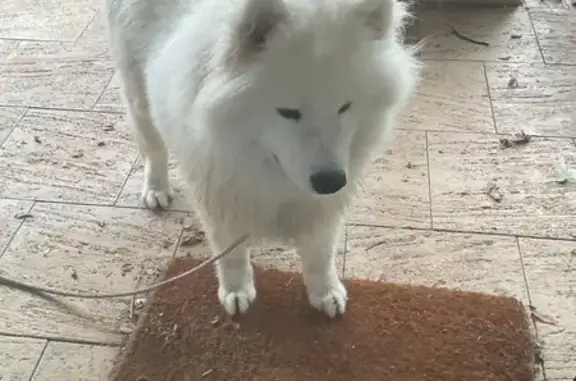 Found: Large White Dog in Melv...