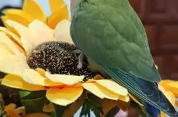 Ave Perdida: Azul y Cariñosa e...