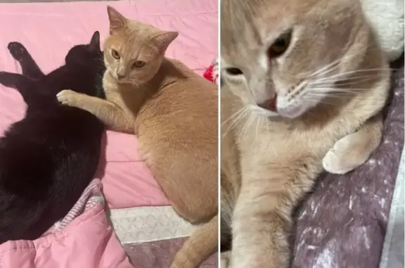 ¡Gato Perdido! Rubio con Collar Marrón