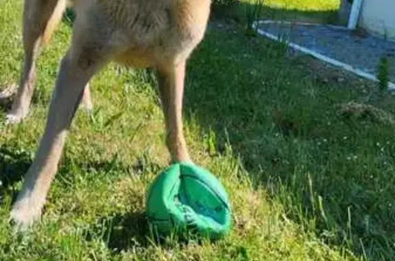 Animaux trouvés Angers, photo: Malinois mâle trouvé, sociable, Angé