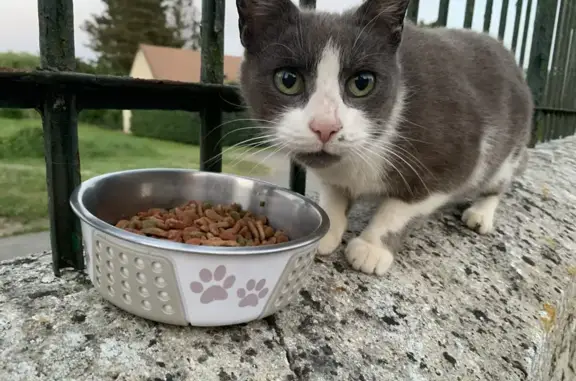 Chat trouvé , photo: Chat gris et blanc trouvé à Épagny