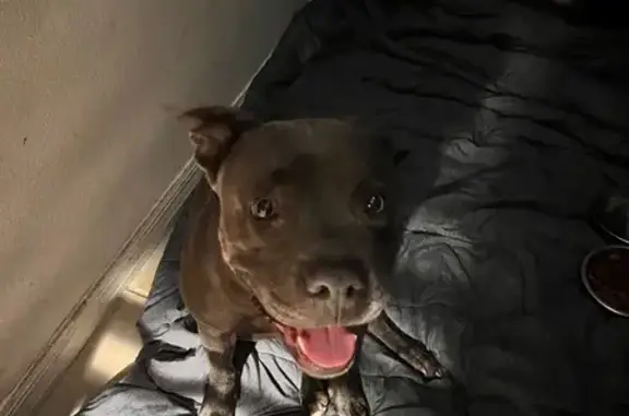 Found Grey Dog: Obedient, No Collar, Haines City