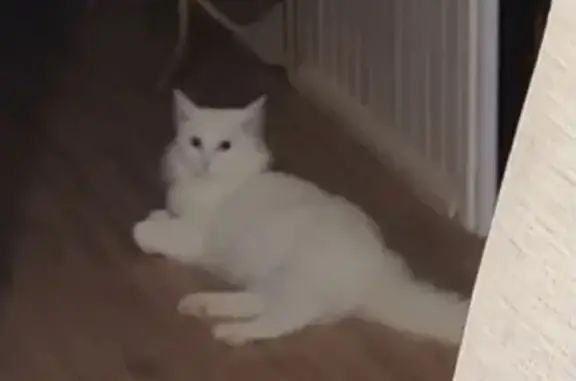 gato desaparecida