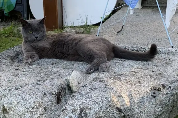 Chatte perdue, sourde, blessée à Longvic - photo