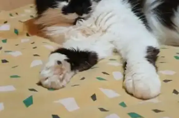 Chatte noire et blanche perdue à Moulins - photo