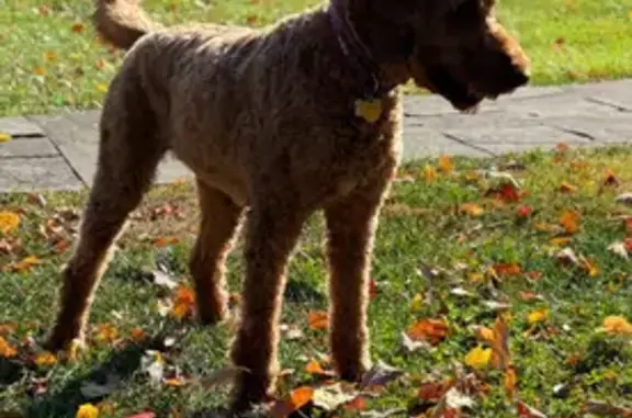 Lost Irish Doodle: Addi, 60lb, Purple Collar
