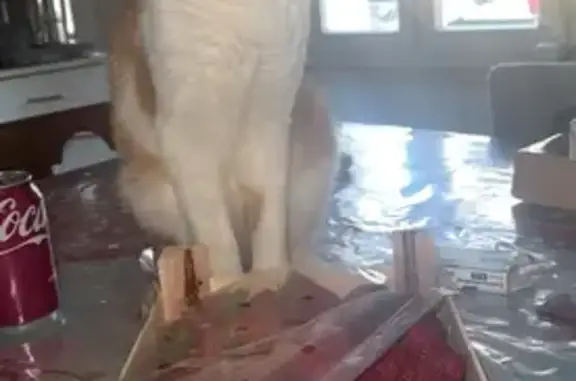 Animaux perdus Buzançais, photo: Chat roux et blanc perdu à Buzançais