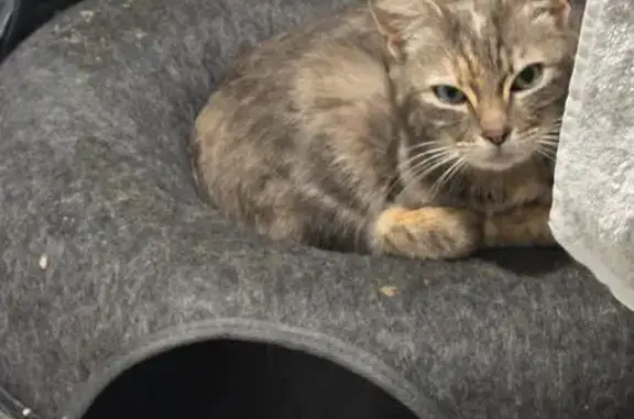 Animaux trouvés Tresbœuf, photo: Chat trouvé Rue des Pins, Tresbœuf