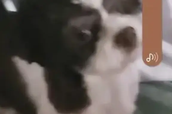 Lost Shih Tzu: Black & White, West Valley