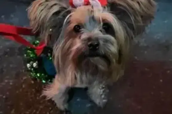 Lost Yorkie: Black & Tan, Pink Tag, Vegas