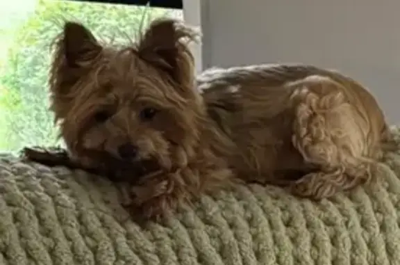 Lost Elderly Dog on Continental Drive