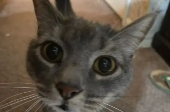 Lost Gray Tabby: Dani Missing in Van Buren