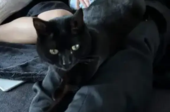Chatte craintive perdue à Clévilliers - photo