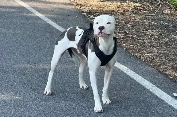 Found Dog: White with Black Harness in Owings
