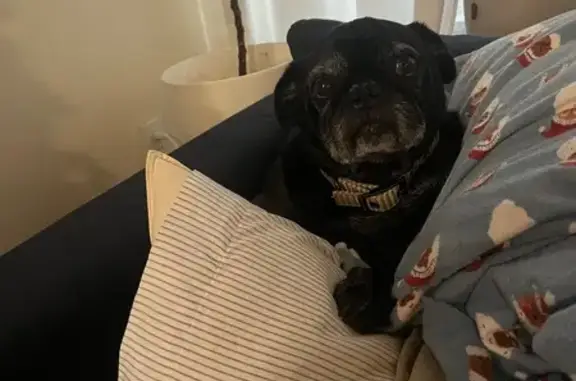 Lost Black Pug: Friendly Barry in PA