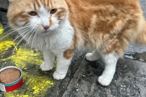 Found Friendly Cat: White & Or...