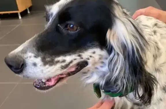 Animaux trouvés , photo: Chienne stressée sauvée, refuge Pamiers