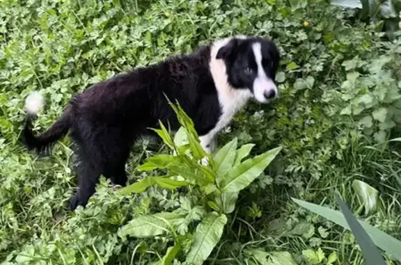 Border collie perdu, Rue du Béarn, Quimper - photo