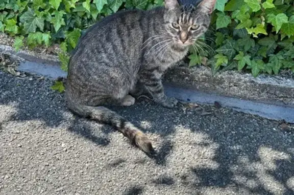 Animaux trouvés Corbeil-Essonnes, photo: Jeune chat gris tigré trouvé à Corbeil