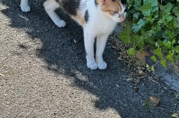 Chat trouvé Corbeil-Essonnes, photo: Chat tricolore trouvé Rue des Marais