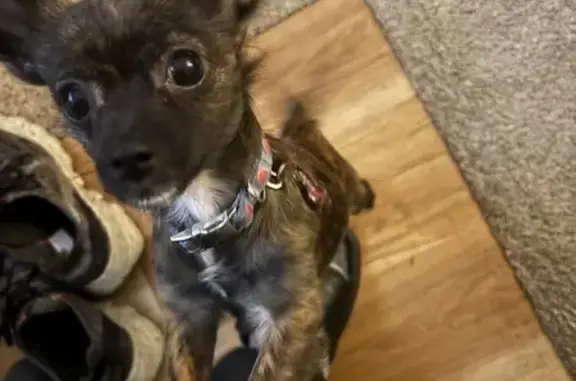 Lost Dog: Black/Brown, White Chest, Detroit