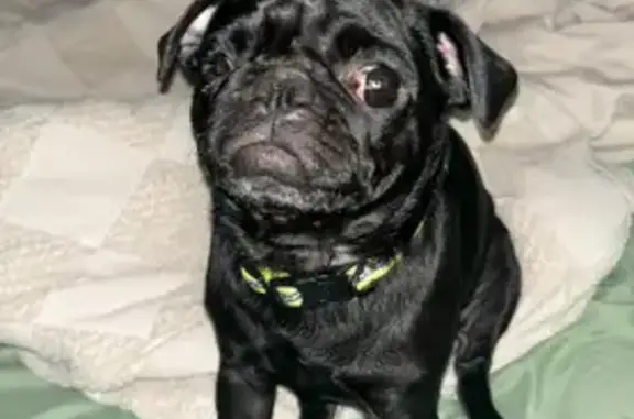 Lost Dog Alert: Parrau Drive, 4574