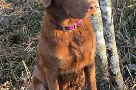 Missing: Delta, Chocolate Lab in Wayne Co.
