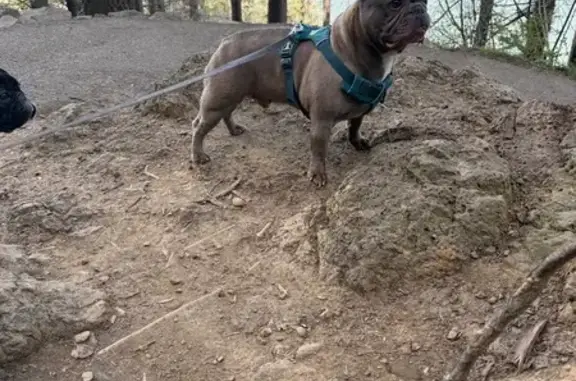 Lost Blue Brindle Dog Near Thompson Creek