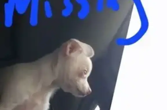 Lost Dog: White & Tan on Gilchrist St
