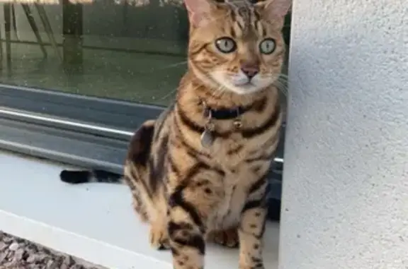 Animaux perdus , photo: Chat Bengal perdu à Saint-Martin-le-Vieux